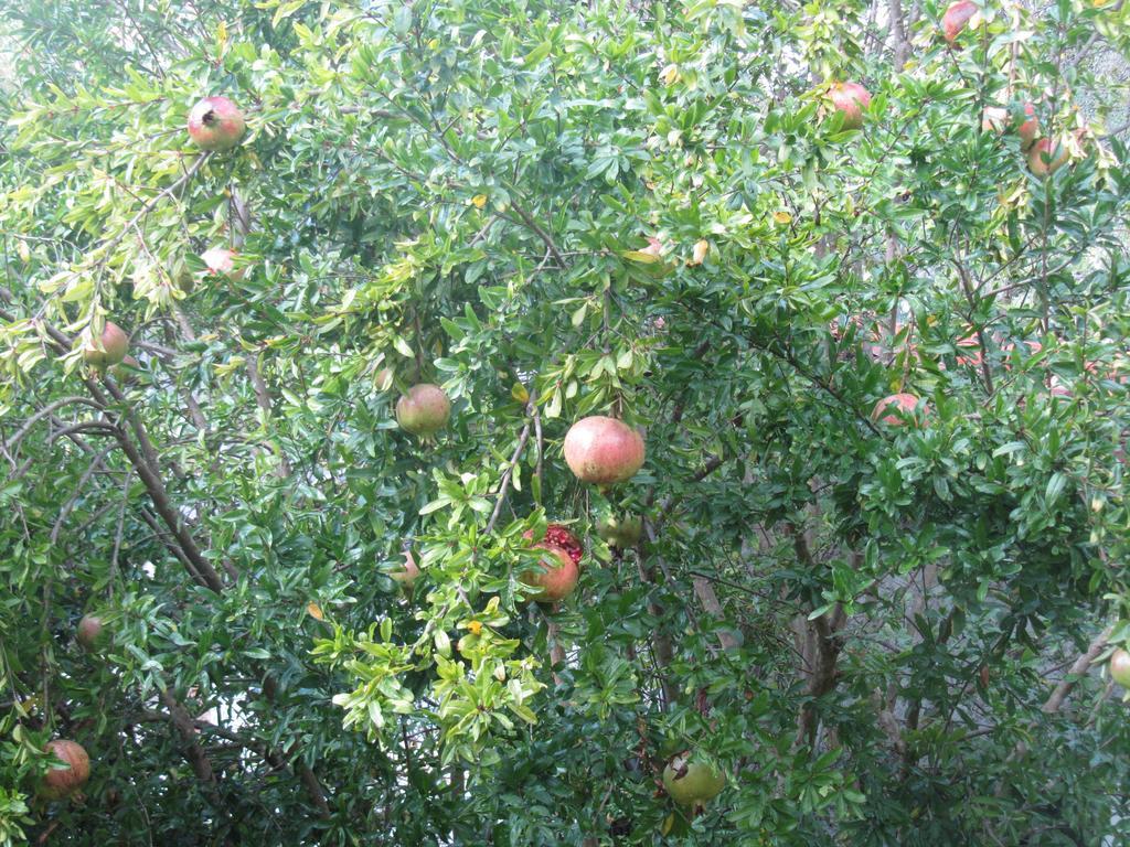 Appartamento La Felice Casa Di Nonno Battistino Apricale Camera foto